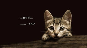 网站空间购买猫咪领养（免费领养猫咪正规网站平台）