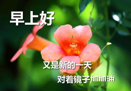 问候早上好的话语