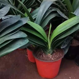 君子兰种子，君子兰种子种植方法和种植时间
