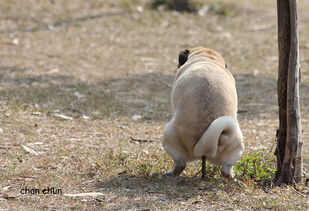 狗屎的英文，狗屎的英文怎么读