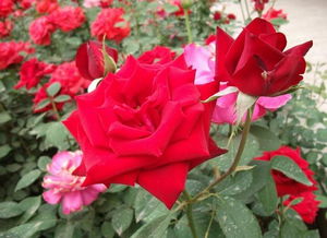 月季花的介绍，月季花的介绍以及特点作文