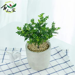 香木盆栽，香木盆栽植物是活的吗