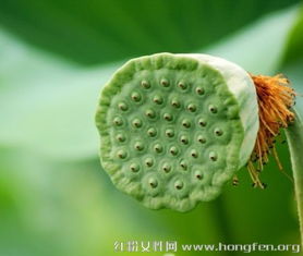 小莲蓬，小莲蓬图片