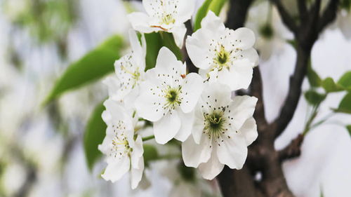 梦见梨树上结满了梨，已婚女人梦见梨树上结满了梨