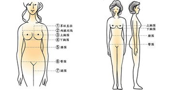 三围指的是什么，女生三围指的是什么