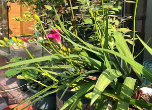 香雪兰一年开几次花，香雪兰一年开几次花?花落了怎样管理