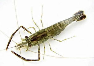 河虾养殖，河虾养殖成本与利润