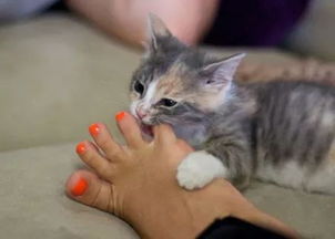 梦见被猫追，梦见被猫追着不放