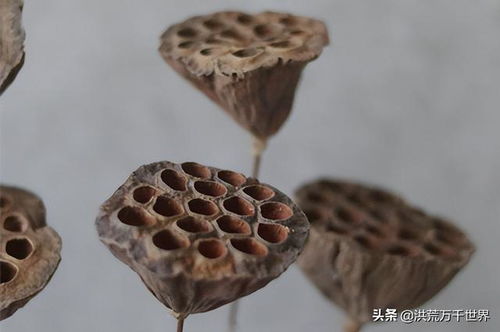 莲蓬的寓意，莲蓬的寓意和象征风水