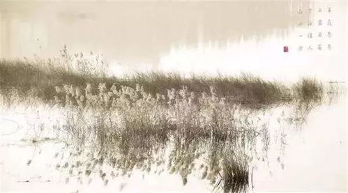 蒹葭是什么，蒹葭是什么意思