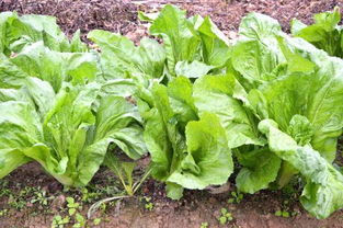 春菜是什么菜，广东人说的春菜是什么菜