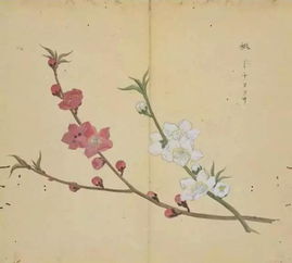 灼灼其华读音，莘莘学子,灼灼其华读音