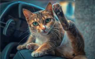 男人做梦梦见猫，男人做梦梦见猫抓老鼠