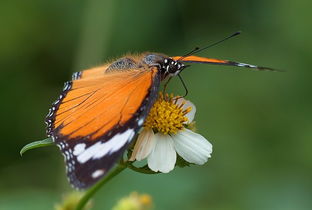 裌，裌衣怎么读