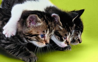 梦见小猫，梦见小猫咪和我亲近