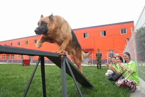 训犬培训