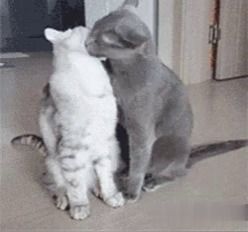 猫咪坠楼,主人叫不应声