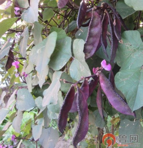 紫色的扁豆叫什么