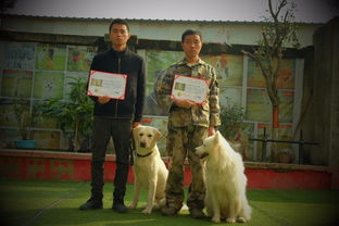 训犬师培训学费大概要多少钱?