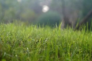 离离原上草的离离什么意思，离离原上草的离离什么意思相反一组