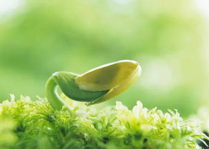 催芽方法，芹菜催芽方法