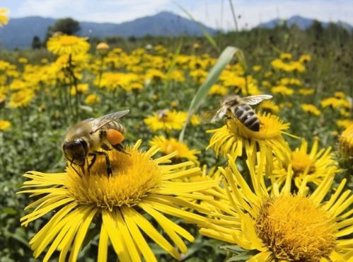 赏花的心情句子唯美，喝茶赏花的心情句子唯美