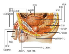 海绵体是什么东西，海绵体是哪里