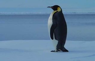 企鹅属于鸟类吗，企鹅属于鸟类吗,简单说明理由