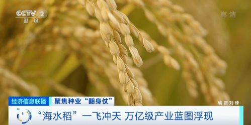 种子资源是什么东西啊 怎么用呢