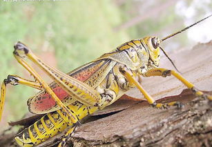 蝗虫和蚂蚱的区别，蝗虫和蚂蚱的区别图片