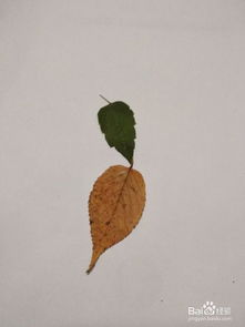 简单树叶贴画，手工树叶贴画图片大全