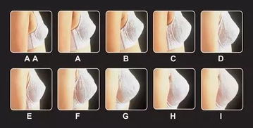 c罩杯多大，c罩杯多大水果