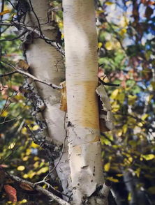 桦树的拼音，桦树的拼音怎么写