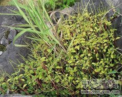 石蝉草，石蝉草的功效与作用