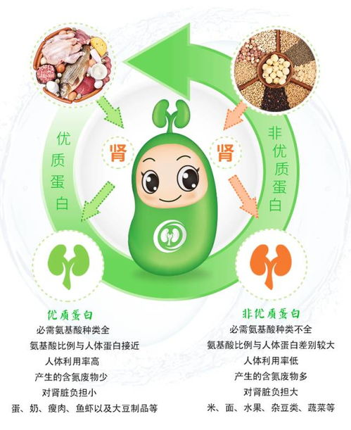 低蛋白，低蛋白饮食有哪些食物