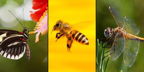 蝴蝶是不是昆虫，蝴蝶是不是昆虫类动物