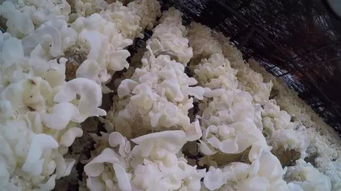 玉木耳的功效与作用，玉木耳的功效与作用及食用方法