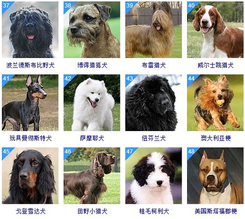 狗狗品种大全及价格，狗狗品种大全及图片和名字和价格