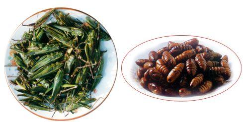 油炸蝎子一次能吃多少