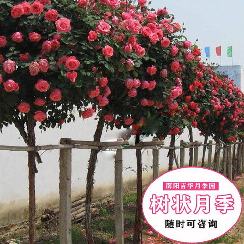树状月季，树状月季怕水吗