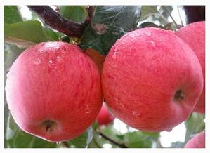 梦见买苹果，梦见买苹果是什么意思周公解梦