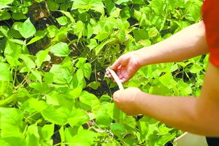 梦见菜地里的蔬菜长得非常好，梦见菜地里的蔬菜长得非常好绿油油的