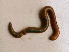 如何用蚯蚓钓鱼?