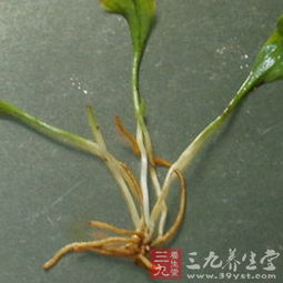 一枝箭种植方法