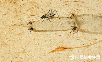 诗经蜉蝣，诗经蜉蝣原文及翻译