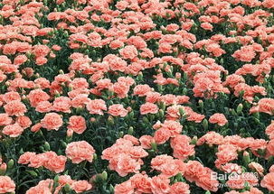康乃馨种子的种植方法，康乃馨种子的种植方法和注意事项