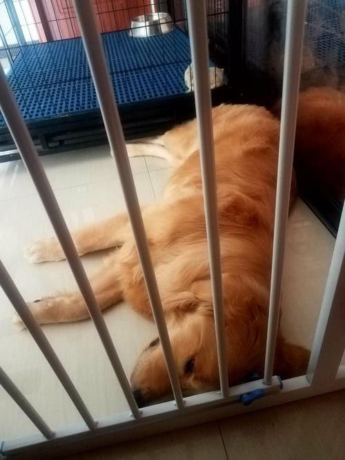 狗狗拉肚子了怎么办，狗拉稀怎样治疗