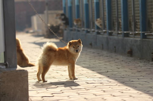 秋田犬多少钱一只幼崽，秋田犬多少钱一只幼崽贴吧