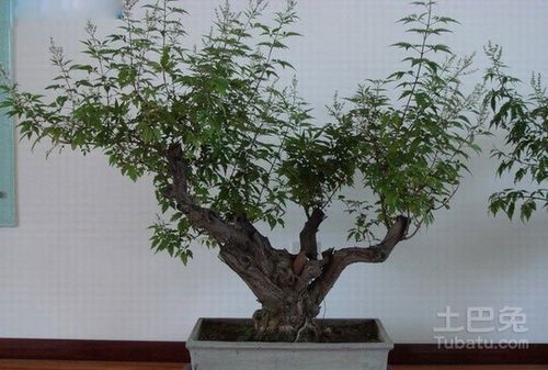 荆条图片，荆条图片简笔画