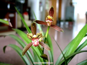 香兰花怎么养殖方法?注意事项是什么?